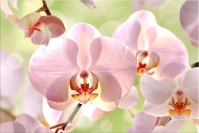 Melissa green orchid 300 450 A