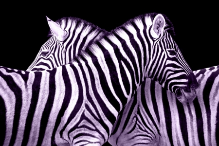 Zebras panel